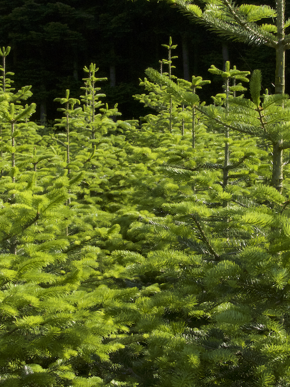 Verkaufsreife Bäume Wald Kopie Einzelansicht verkaufsreife Weihnachtsbäume im Wald. Bis 2,30 Meter.