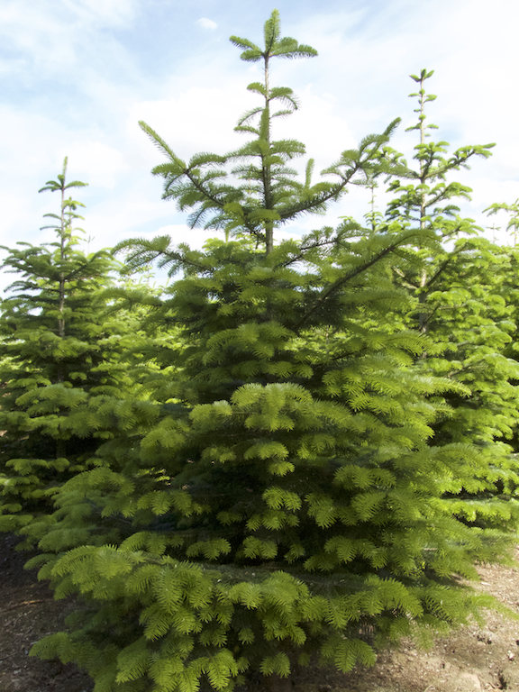 WB am Haus Einzelbaum am Weg abraeumen Kopie Einzelbaum am Haus. Bis 4 Meter.