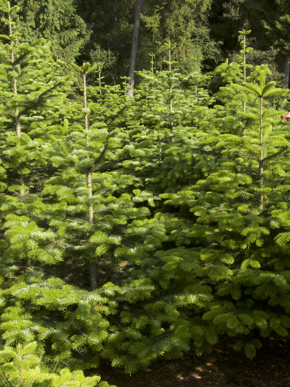 Wald abraeumen Kopie Einzelbaum im Wald. Bis 3 Meter.