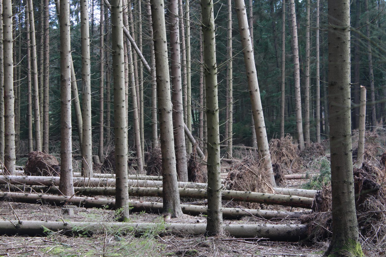 koldehof.de - Weihnachtsbäume und Kaminholz aus Tütingen bei Ankum